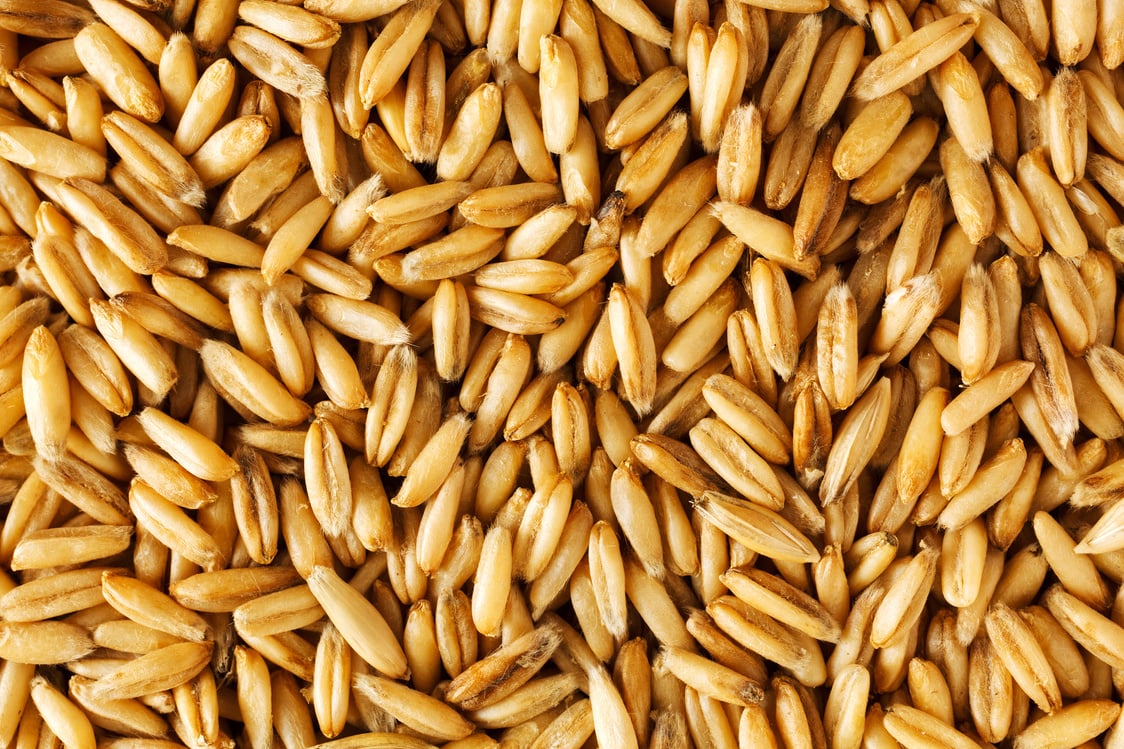 Oat seeds