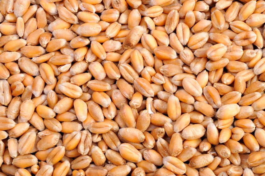 wheat seeds