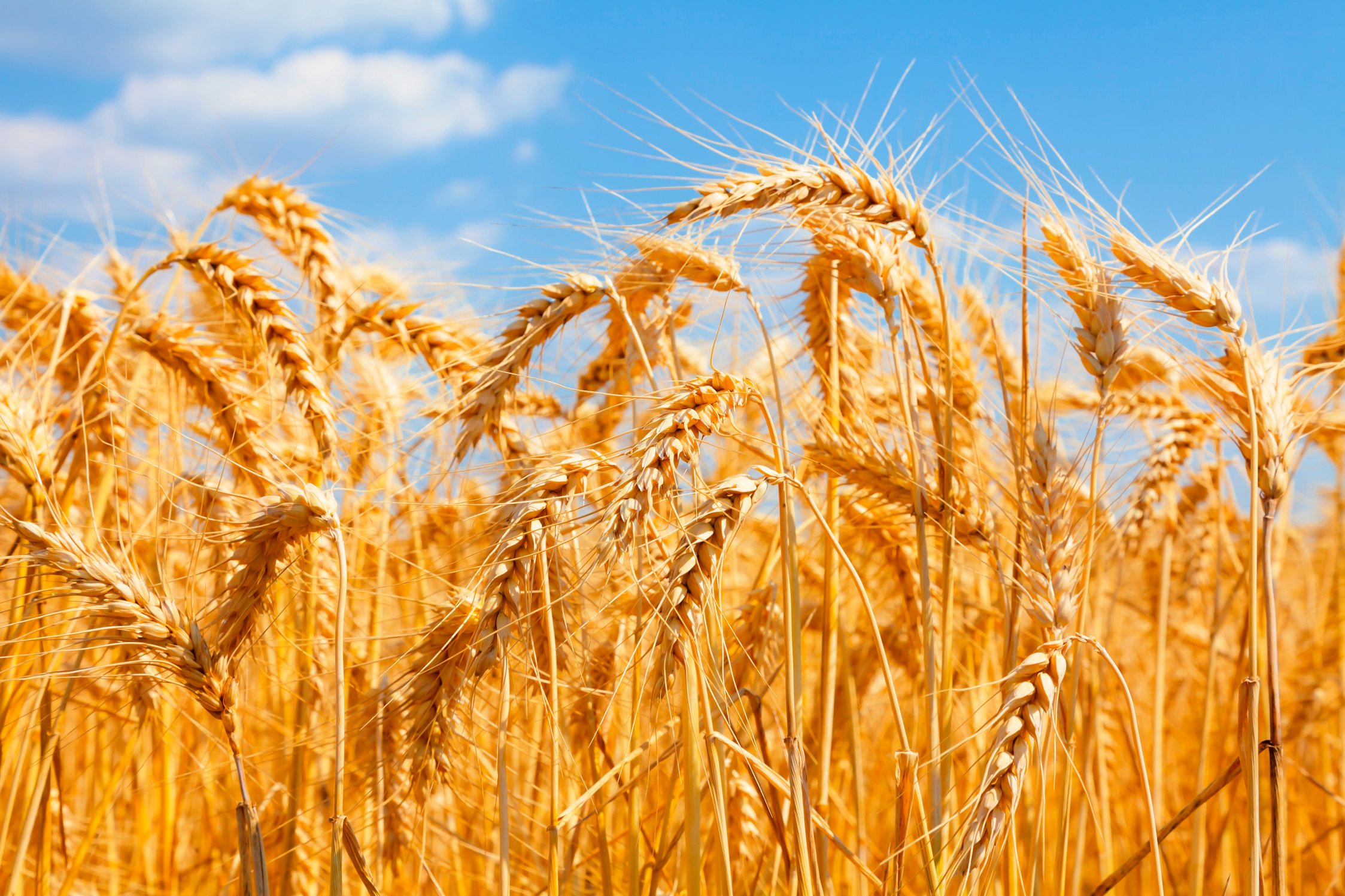 ripe wheat
