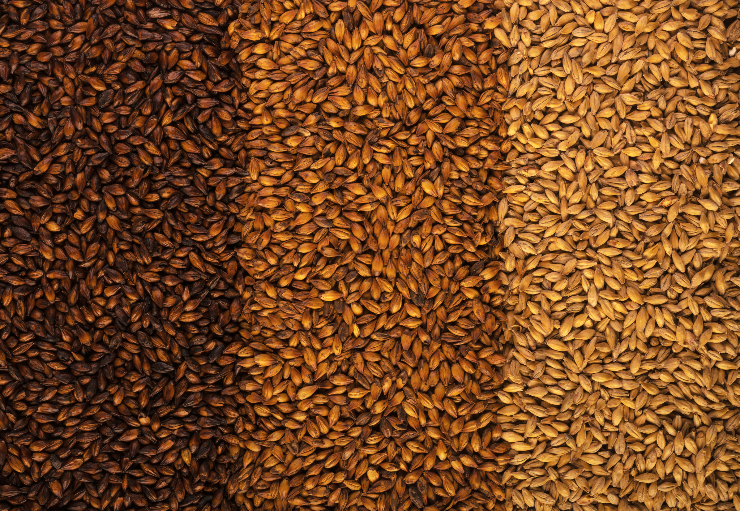 Three Colored Malts for Beer Flatlay